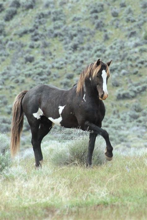 wild mustang horses for sale oregon